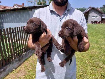 Labrador retriver, okoladno leglo  